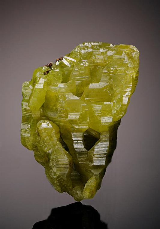 CC12203 specimen image