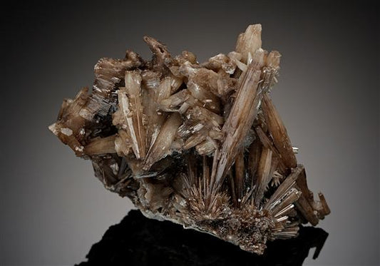 CC12274 specimen image