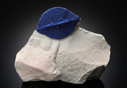 CC12354 specimen image