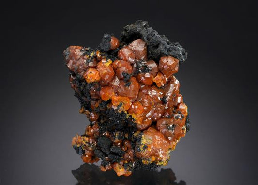 CC12366 specimen image