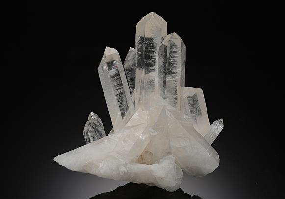 CC12458 specimen image
