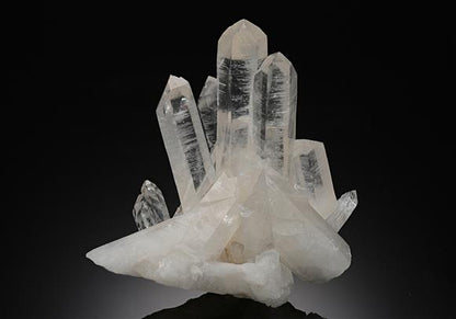 CC12458 specimen image