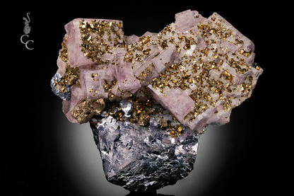 CC12480 specimen image