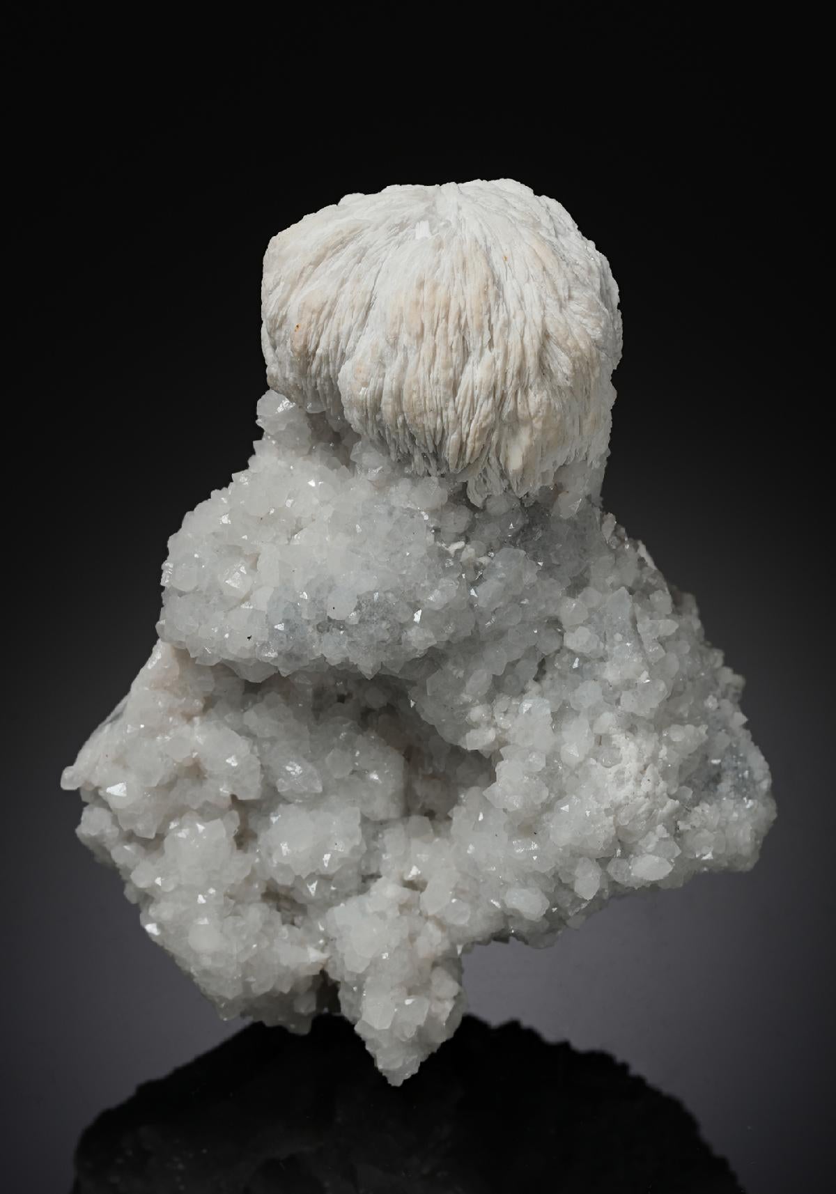 CC12481 specimen image