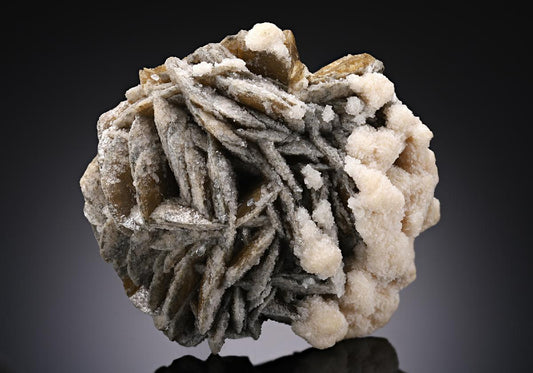 CC12551 specimen image