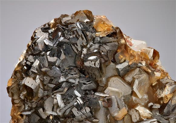 CC12567 specimen image