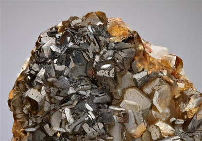 CC12567 specimen image