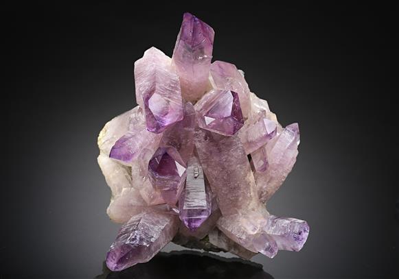 CC12593 specimen image