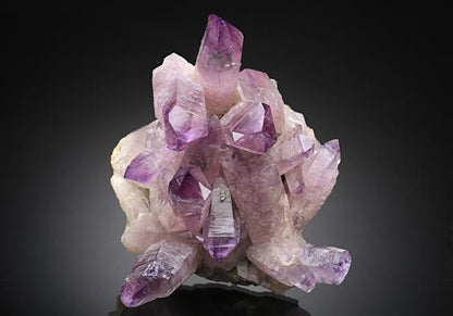 CC12593 specimen image
