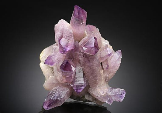 CC12593 specimen image