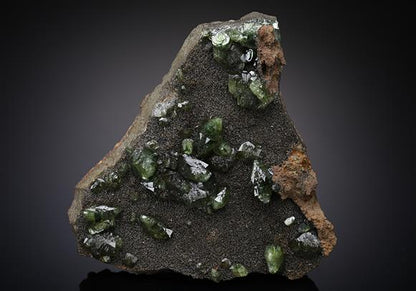 CC12597 specimen image