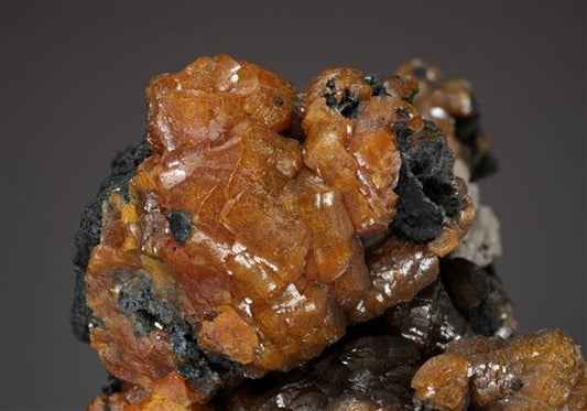 CC12657 specimen image