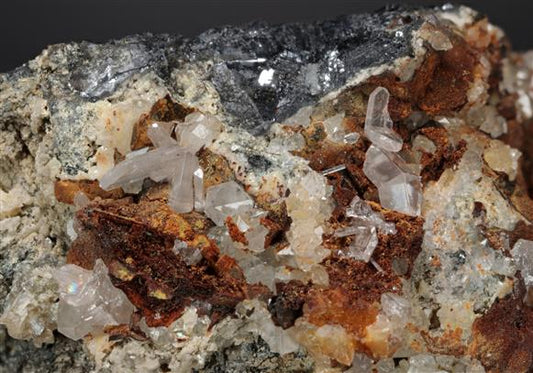 CC12659 specimen image