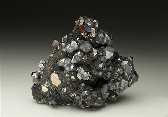 CC12748 specimen image