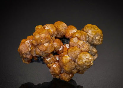 CC12823 specimen image
