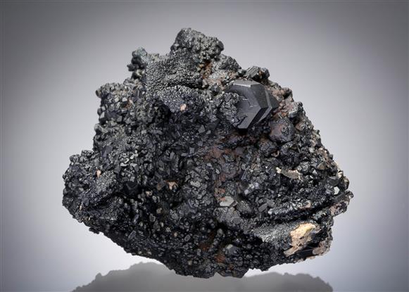 CC12921 specimen image