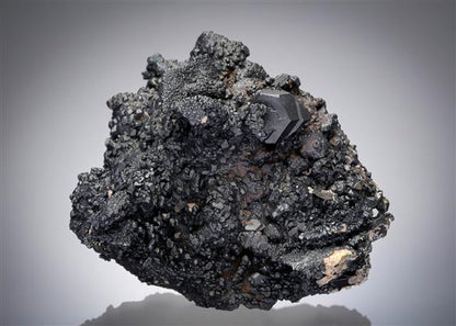 CC12921 specimen image