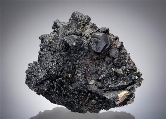 CC12921 specimen image
