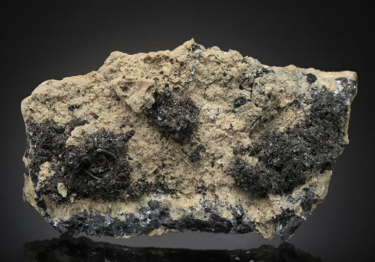 CC12926 specimen image