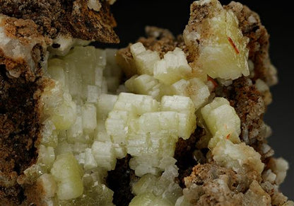 CC12931 specimen image