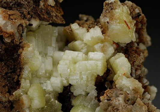 CC12931 specimen image
