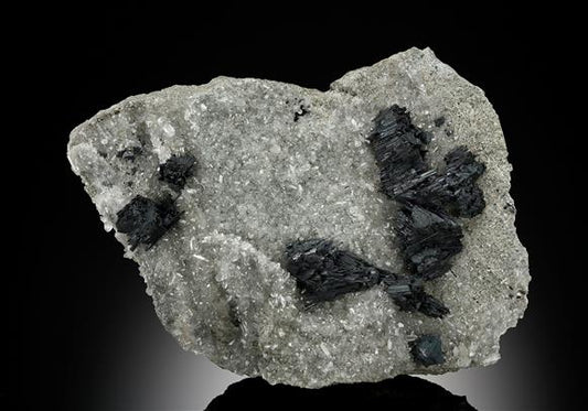 CC12939 specimen image