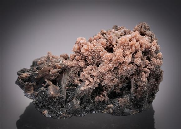 CC12965 specimen image
