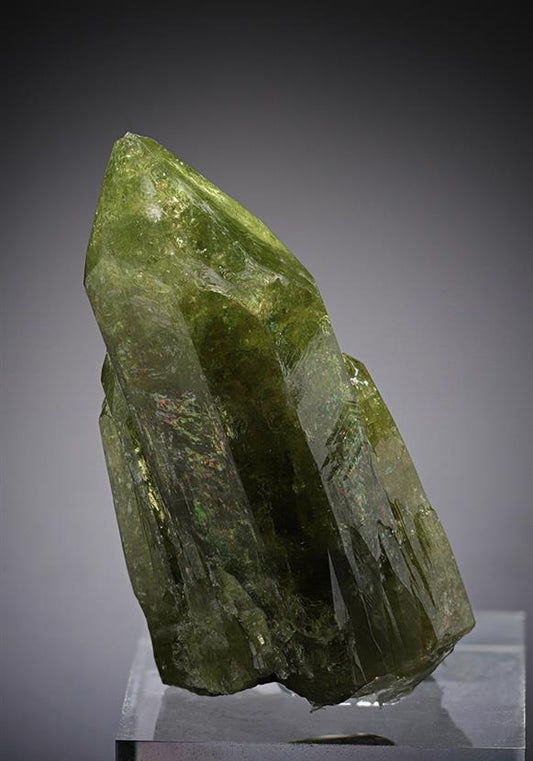 CC13037 specimen image