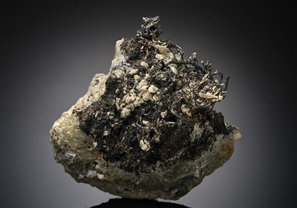 CC13044 specimen image