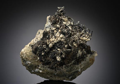 CC13044 specimen image