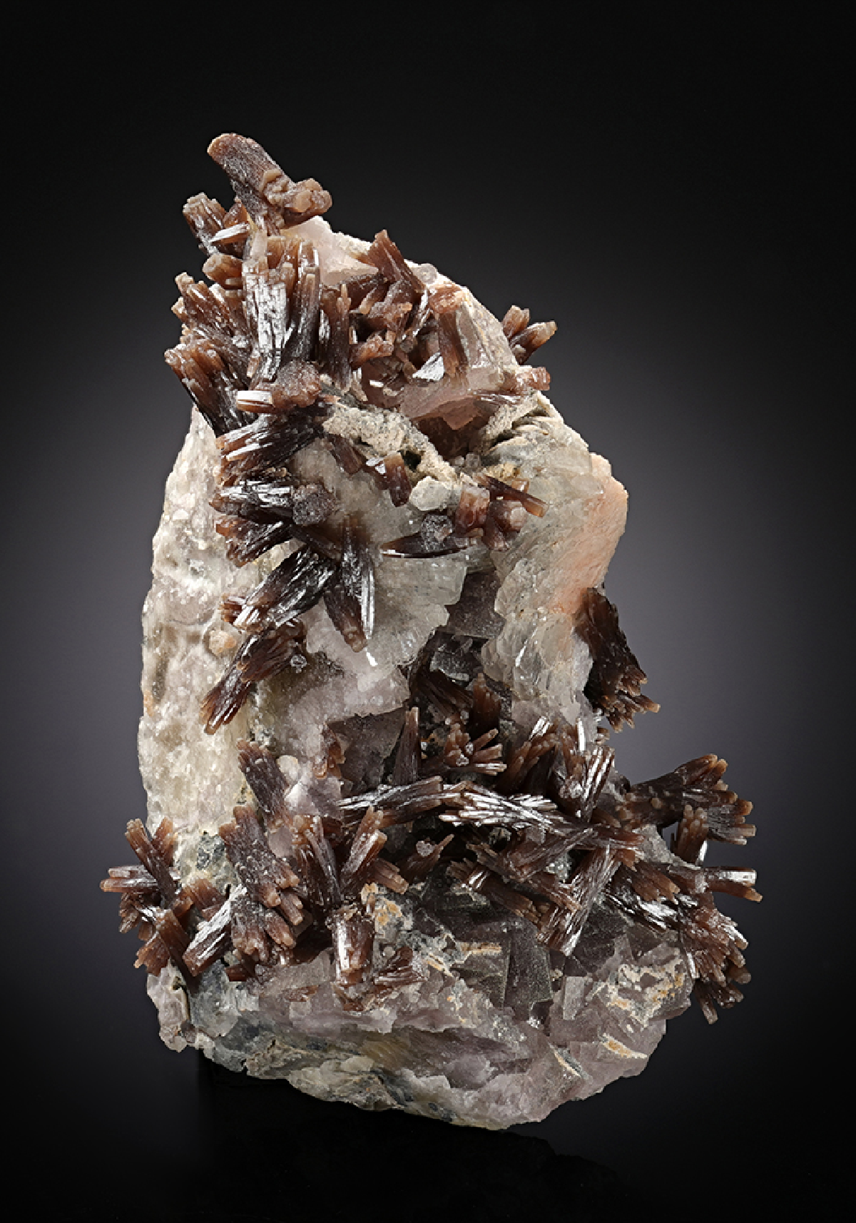 CC13056 specimen image