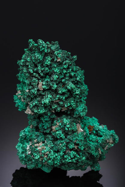 CC13069 specimen image