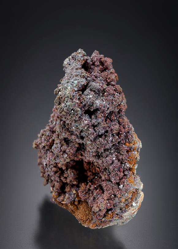 CC13092 specimen image