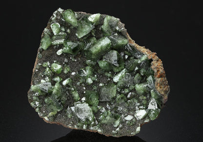 CC13107 specimen image