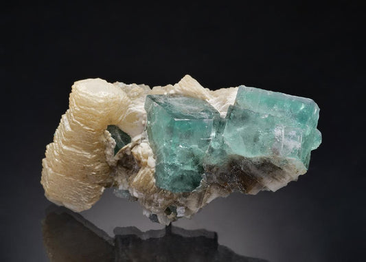 CC13124 specimen image
