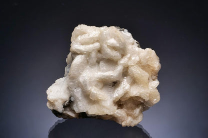 CC13136 specimen image