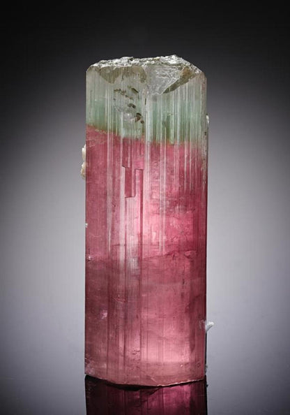 CC13184 specimen image