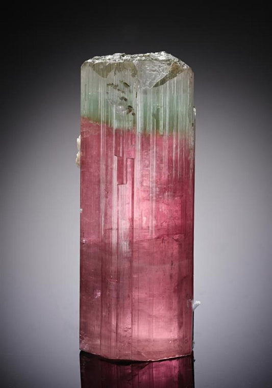 CC13184 specimen image