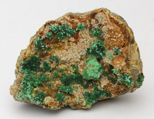 CC13186 specimen image