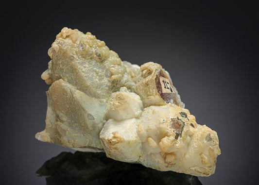 CC13238 specimen image