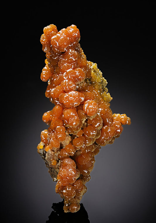 CC13242 specimen image