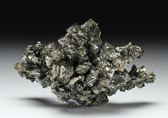CC13246 specimen image