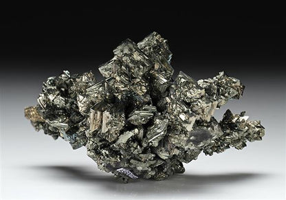 CC13246 specimen image