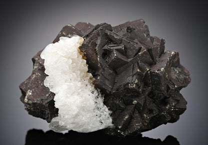 CC13266 specimen image