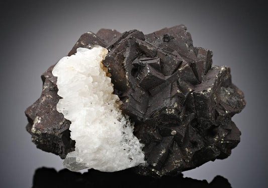 CC13266 specimen image