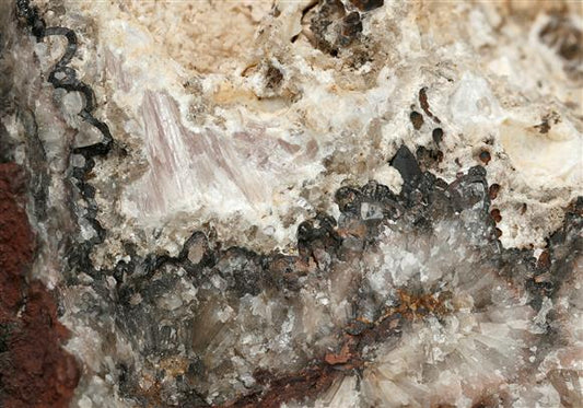 CC13270 specimen image