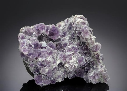 CC13308 specimen image