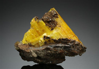 CC13376 specimen image