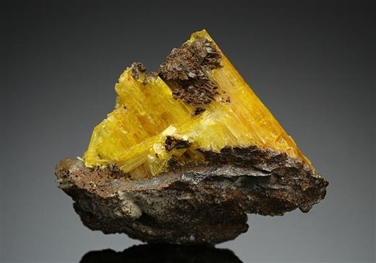 CC13376 specimen image