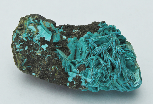 CC13380 specimen image
